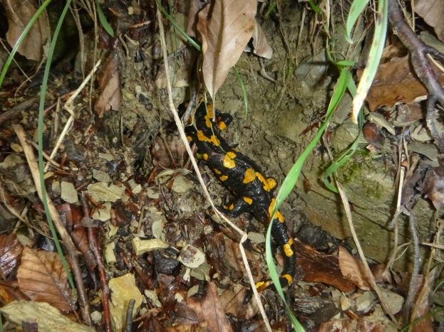 Europäischer Feuersalamander auf dem Waldboden zwischen trockenen Blättern, Zweigen und Pflanzen.