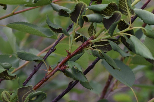 Ein Nahaufnahme eines Zweiges mit leuchtend grünen Blättern, leicht unscharfer Hintergrund, ähnelt einer Sumpfbirke, mit sichtbaren Stämmen, die sich um den Zweig winden.