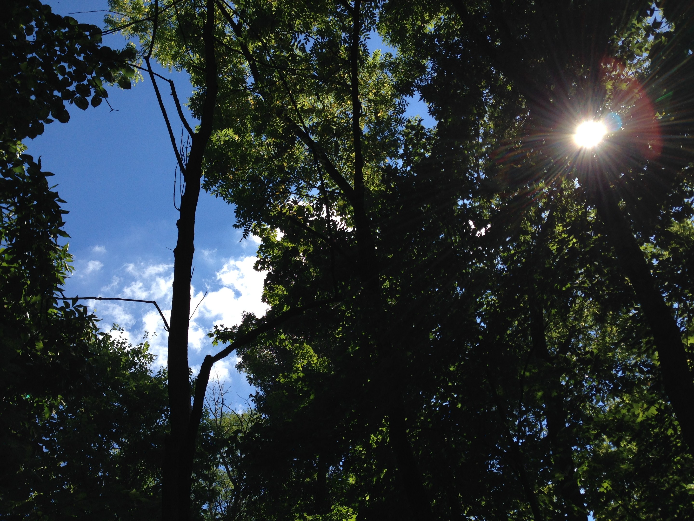 Helliges Sonnenlicht filtert durch einen dichten Wald hoher Bäume und erhellt den Himmel.