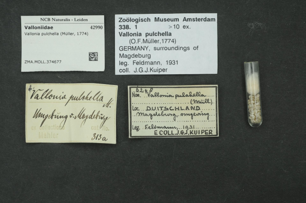 Schwarze Oberfläche mit einem kleinen Glasfläschchen, das weiße Pillen enthält, neben einem Papier, das mit 'Vallonia Pulchella, F.F. Müller, Deutschland, Umgebung von Magdeburg, 1931' beschriftet ist.