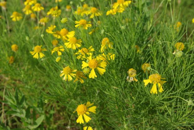 Ein Nahaufnahme einer Pflanze mit leuchtend gelben Kamille-Blumen und tiefgrünen Blättern, mit einem unscharfen Hintergrund.