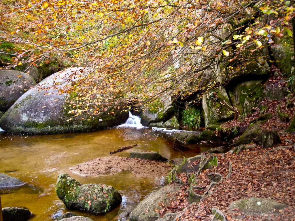 Eine Waldszene mit einem See, umgeben von Steinen und Felsen, einem prominenten Baum und einem trockenen Gebiet im Hintergrund.