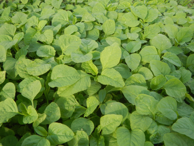 Ein dichtes Feld grüner, saftiger Sojabohnenpflanzen unter einem klaren blauen Himmel.