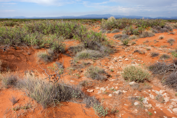 Wüstenlandschaft mit rotem Sand, spärlicher Vegetation, Pflanzen, Steinen, Hügeln im Hintergrund und bewölktem Himmel.