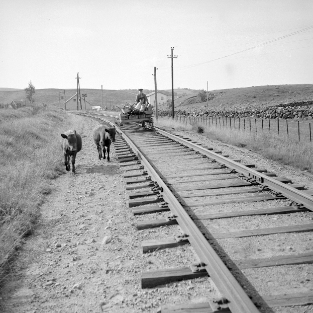 Schwarz-weiß-Foto von zwei Kühen, die auf den Eisenbahnschienen laufen, mit einer Person auf einem Fahrzeug im Vordergrund, Gras und einem Zaun auf beiden Seiten und Häusern, Bäumen und Pfählen im Hintergrund unter dem Himmel.