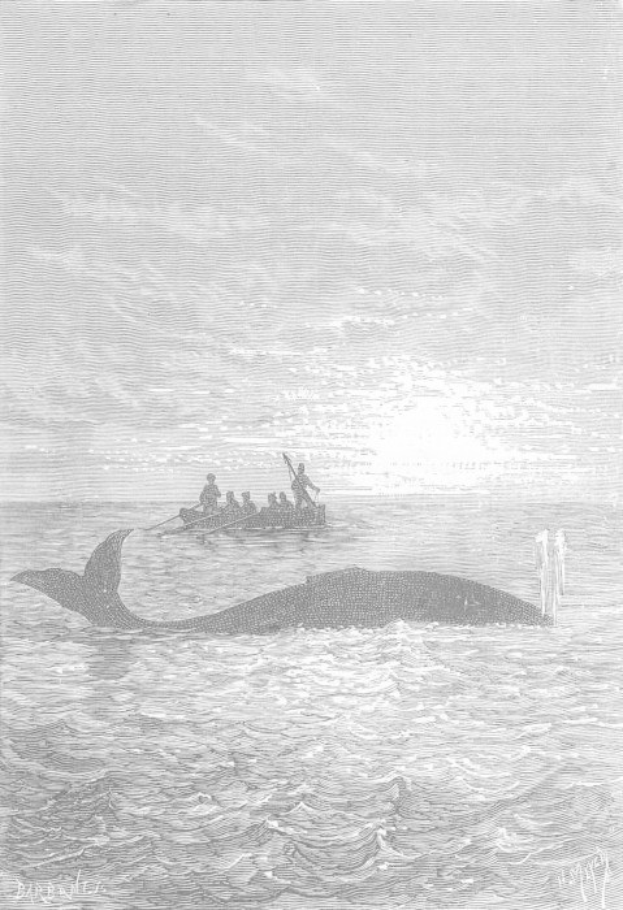 Schwarz-weiß-Illustration eines Buckelwals, der im Meer schwimmt, mit einem Boot im Hintergrund, das mit Menschen gefüllt ist, mit der Beschriftung "Buckelwal von William Hogarth" unten.