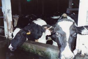 Eine Gruppe schwarzer und weißer Kühe mit Ohrmarken steht zusammen in einem Stall, mit Pfosten und einer Lampe im Hintergrund.