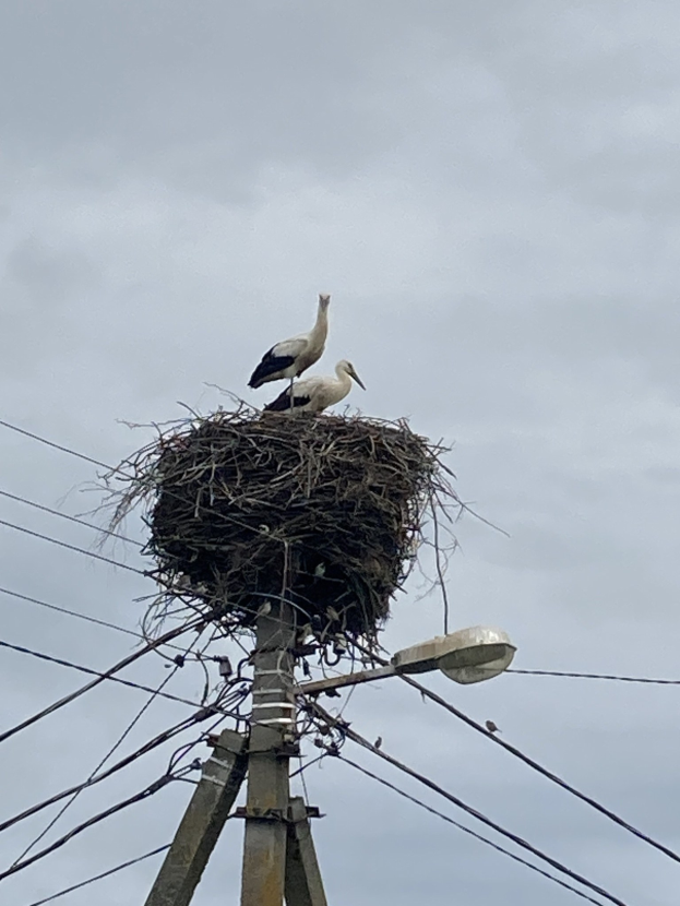Zwei Weißstörche auf einem Nest auf einer Stromleitung sitzend, mit Straßenlaternenbeleuchtung, Drähten und Himmel im Hintergrund.