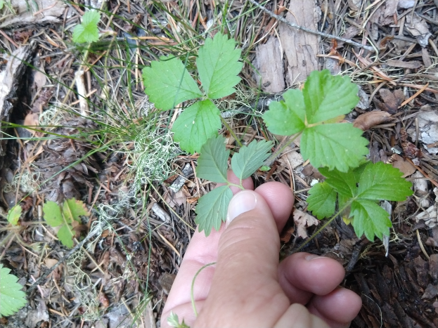 Eine Person hält eine kleine grüne Pflanze inmitten von trockenen Blättern und Gras, mit Text am unteren Rand, der sie möglicherweise als Giftesche identifiziert.