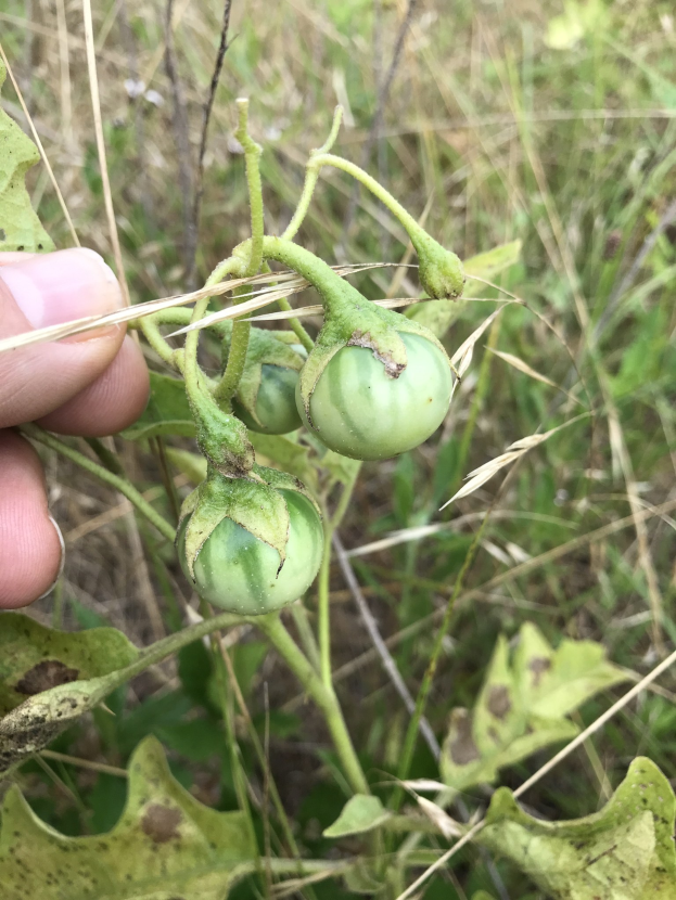 Eine Person, die einen Bund grüner Tomaten an einer Pflanze hält, mit Schimmel an den Tomaten, vor einem Hintergrund aus Pflanzen und Gras.