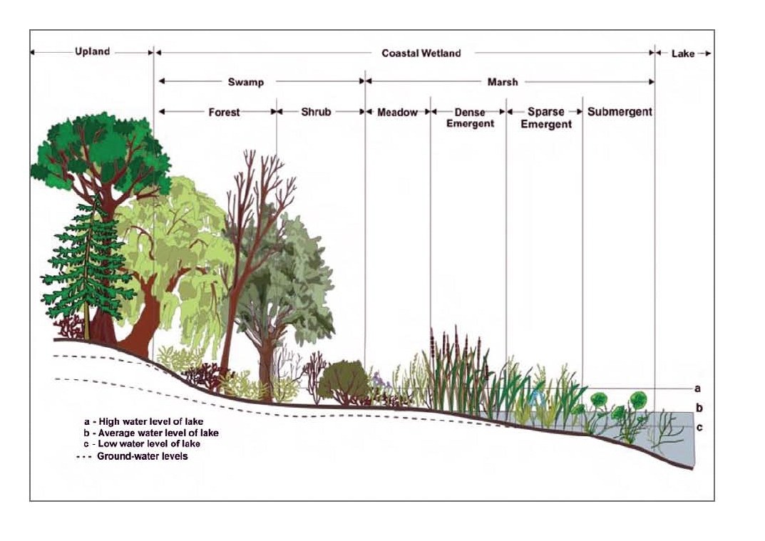 Diagramm eines Waldes mit verschiedenen Wasserständen in Bäumen und Pflanzen mit begleitendem erklärendem Text.